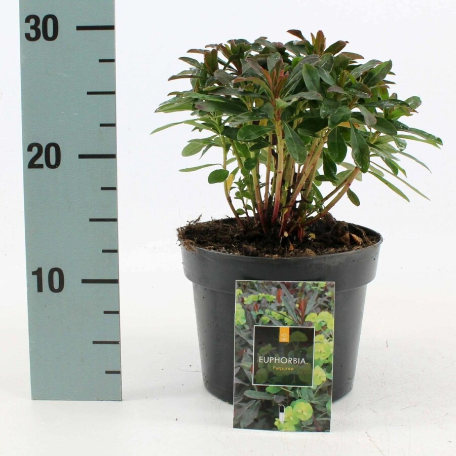 Euphorbe faux amandier Euphorbia amygdaloides 'Purpurea' 10-15 Pot 2 l (C2) Euphorbia amygdaloides 'Purpurea'