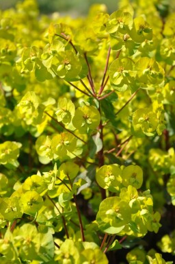 Euphorbe faux amandier Euphorbia amygdaloides 'Purpurea' 5-10 Pot 9x9 cm (P9)