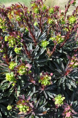 Euphorbe faux amandier Euphorbia amygdaloides 'Purpurea' 5-10 Pot 9x9 cm (P9) Euphorbia amygdaloides 'Purpurea'