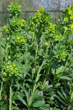 Euphorbe faux amandier Euphorbia amygdaloides 'Robbiae' 5-10 Pot 9x9 cm (P9)