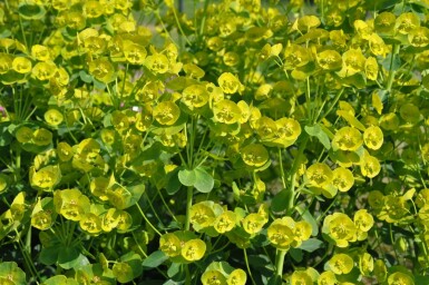 Euphorbe faux amandier Euphorbia amygdaloides 'Robbiae' 5-10 Pot 9x9 cm (P9)