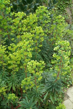Euphorbe de martin Euphorbia × martini 5-10 Pot 9x9 cm (P9) Euphorbia × martini