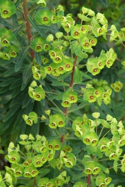 Euphorbe de martin Euphorbia × martini 5-10 Pot 9x9 cm (P9)
