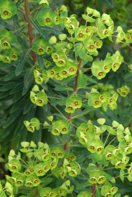 Euphorbe de martin Euphorbia × martini 5-10 Pot 9x9 cm (P9) Euphorbia × martini