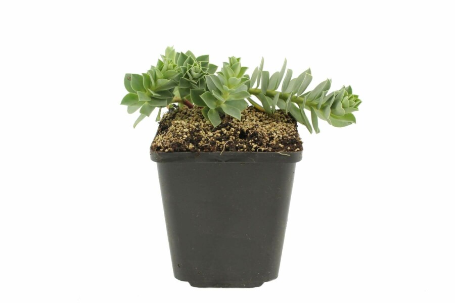 Euphorbe de Corse Euphorbia myrsinites 5-10 Pot 9x9 cm (P9) Euphorbia myrsinites