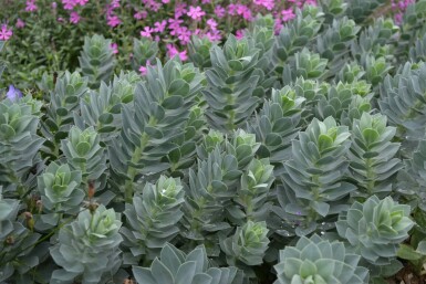 Euphorbe de Corse Euphorbia myrsinites 5-10 Pot 9x9 cm (P9) Euphorbia myrsinites