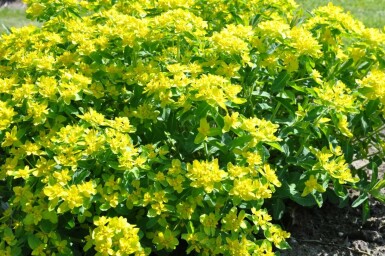 Euphorbe faux thym Euphorbia polychroma 5-10 Pot 9x9 cm (P9) Euphorbia polychroma