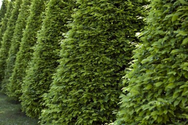 Hêtre Commun Fagus Sylvatica P9 30-40 cm