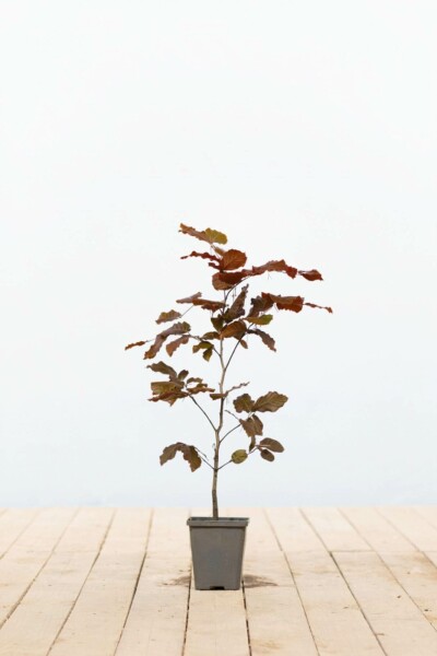 Hêtre des forêts Fagus sylvatica 'Atropunicea' 40-60 Pot 9x9 cm (P9) Hêtre Pourpre Fagus Sylvatica Purpurea P9 40-60 cm