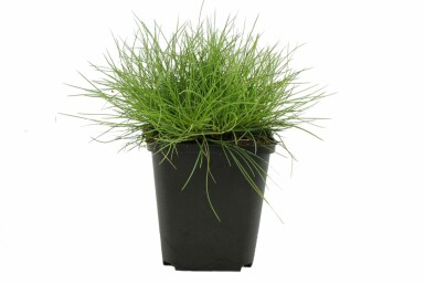 Fétuque de Gautier Festuca gautieri 'Pic Carlet' 5-10 Pot 9x9 cm (P9) Festuca gautieri 'Pic Carlet'