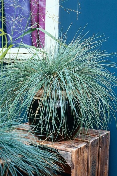 Fétuque de Saint-Yves Festuca glauca 5-10 Pot 9x9 cm (P9) Festuca glauca