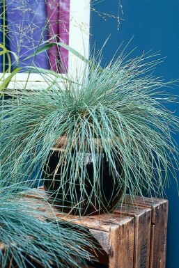 Fétuque de Saint-Yves Festuca glauca 5-10 Pot 9x9 cm (P9)