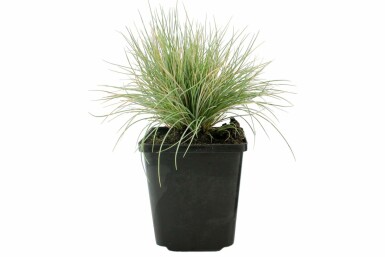 Fétuque de Saint-Yves Festuca glauca 5-10 Pot 9x9 cm (P9)