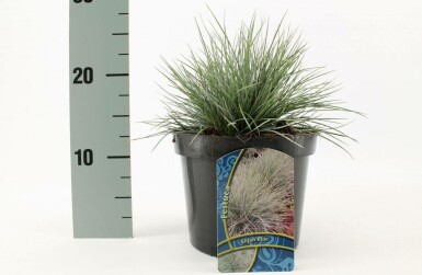Fétuque de Saint-Yves Festuca glauca 'Elijah Blue' 10-15 Pot 2 l (C2) Festuca glauca 'Elijah Blue'