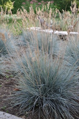 Fétuque de Saint-Yves Festuca glauca 'Elijah Blue' 10-15 Pot 2 l (C2) Festuca glauca 'Elijah Blue'
