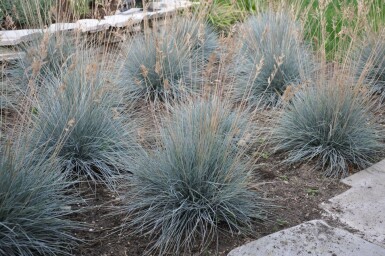 Fétuque de Saint-Yves Festuca glauca 'Elijah Blue' 10-15 Pot 2 l (C2) Festuca glauca 'Elijah Blue'