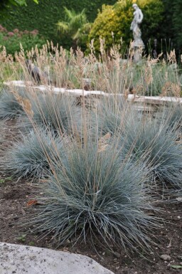 Fétuque de Saint-Yves Festuca glauca 'Elijah Blue' 10-15 Pot 2 l (C2) Festuca glauca 'Elijah Blue'