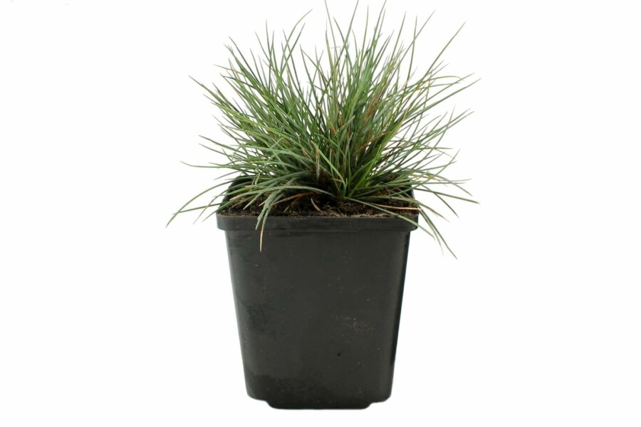 Fétuque de Saint-Yves Festuca glauca 'Elijah Blue' 5-10 Pot 9x9 cm (P9) Festuca glauca 'Elijah Blue'