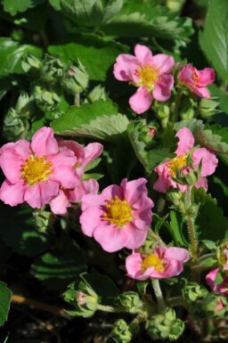 Fraisier Fragaria 'Lipstick' 5-10 Pot 9x9 cm (P9)