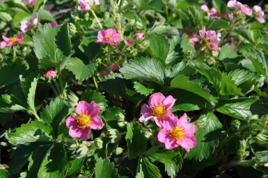 Fraisier Fragaria 'Lipstick' 5-10 Pot 9x9 cm (P9)