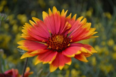 Gaillardie Gaillardia 'Bijou' 5-10 Pot 9x9 cm (P9) Gaillardia 'Bijou'