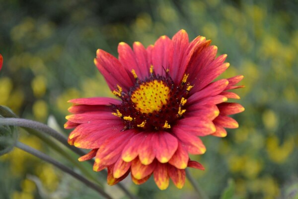 Gaillardia 'Burgunder'