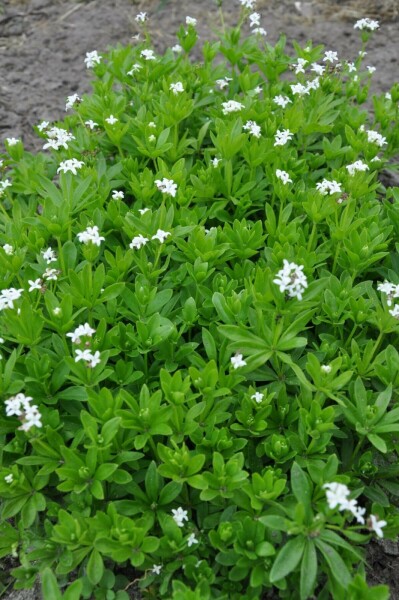 Galium odoratum