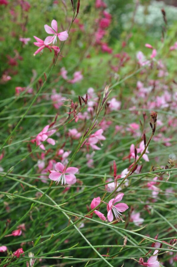 Onagre de lindheimer Gaura lindheimeri 'Siskiyou Pink' 10-15 Pot 2 l (C2) Gaura lindheimeri 'Siskiyou Pink'