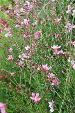Onagre de lindheimer Gaura lindheimeri 'Siskiyou Pink' 10-15 Pot 2 l (C2) Gaura lindheimeri 'Siskiyou Pink'