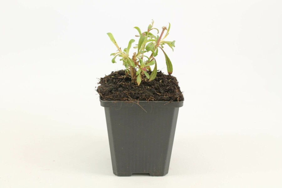 Onagre de lindheimer Gaura lindheimeri 'Siskiyou Pink' 5-10 Pot 9x9 cm (P9) Gaura lindheimeri 'Siskiyou Pink'