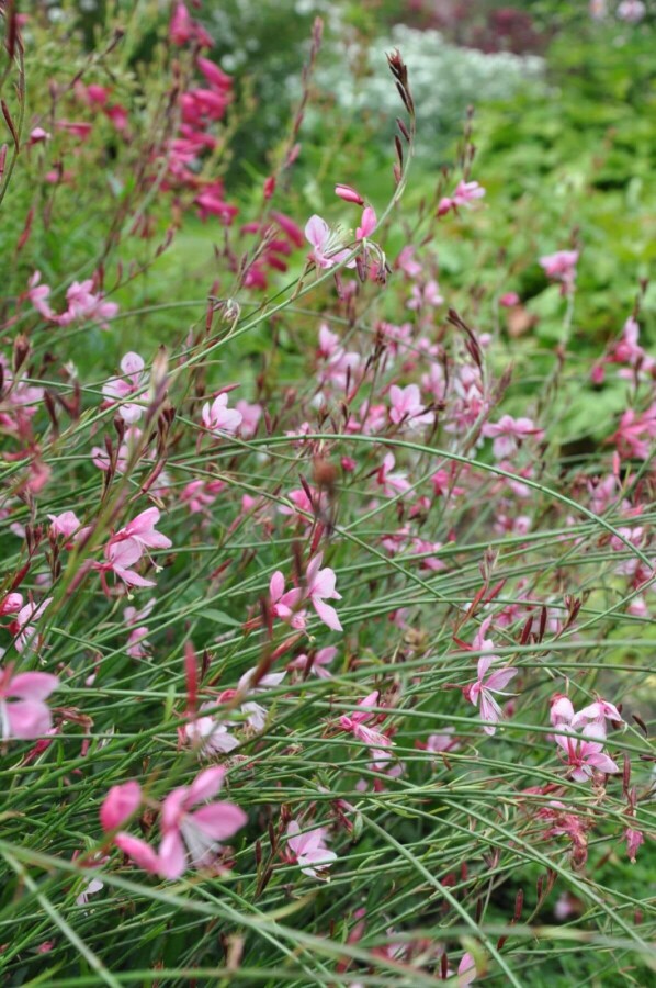 Onagre de lindheimer Gaura lindheimeri 'Siskiyou Pink' 5-10 Pot 9x9 cm (P9) Gaura lindheimeri 'Siskiyou Pink'