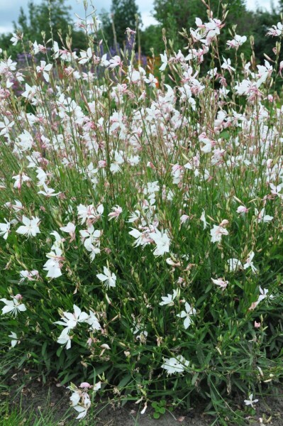 Onagre de lindheimer Gaura lindheimeri 'Whirling Butterflies' 5-10 Pot 9x9 cm (P9) Gaura lindheimeri 'Whirling Butterflies'