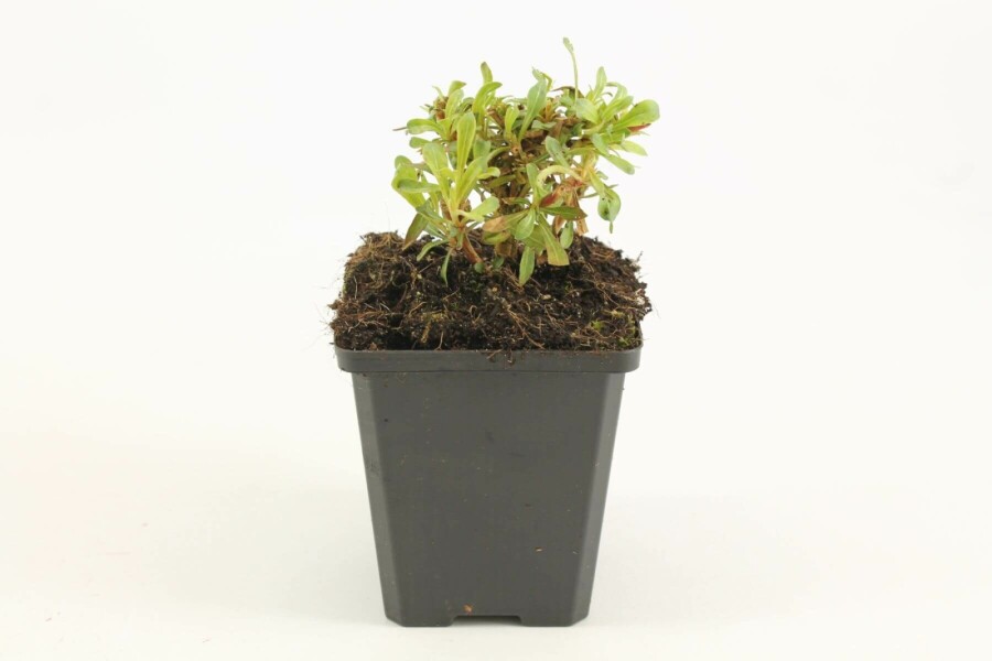 Onagre de lindheimer Gaura lindheimeri 'Whirling Butterflies' 5-10 Pot 9x9 cm (P9) Gaura lindheimeri 'Whirling Butterflies'