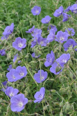 Géranium Geranium 'Brookside' 5-10 Pot 9x9 cm (P9)