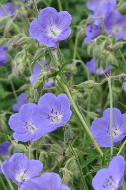 Géranium Geranium 'Brookside' 5-10 Pot 9x9 cm (P9)