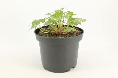 Géranium Geranium 'Johnson's Blue' 10-15 Pot 2 l (C2) Geranium 'Johnson's Blue'