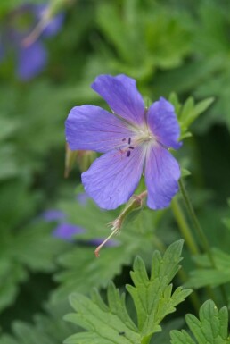 Géranium Geranium 'Johnson's Blue' 5-10 Pot 9x9 cm (P9)