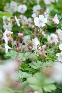 Geranium × cantabrigiense 'Biokovo'