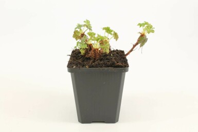 Géranium Geranium × cantabrigiense 'Biokovo' 5-10 Pot 9x9 cm (P9)