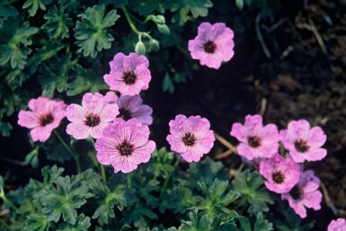 Géranium cendré Geranium cinereum 'Ballerina' 5-10 Pot 9x9 cm (P9)