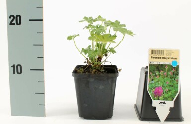 Géranium à grosses racines Geranium macrorrhizum 5-10 Pot 9x9 cm (P9)