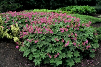 Géranium à grosses racines Geranium macrorrhizum 5-10 Pot 9x9 cm (P9)