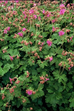 Geranium macrorrhizum 'Bevan's Variety'