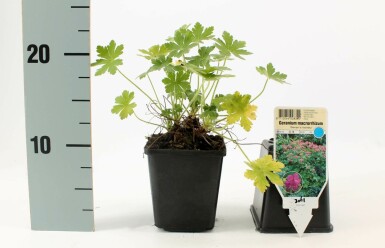 Géranium à grosses racines Geranium macrorrhizum 'Bevan's Variety' 5-10 Pot 9x9 cm (P9)