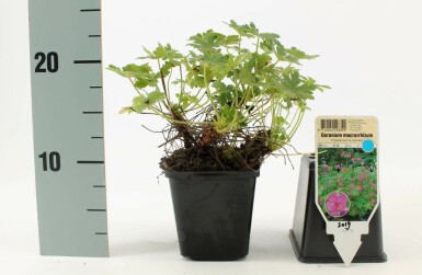 Géranium à grosses racines Geranium macrorrhizum 'Ingwersen's Variety' 5-10 Pot 9x9 cm (P9)