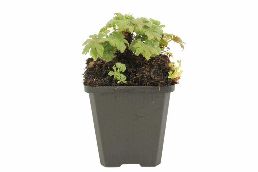 Géranium à grosses racines Geranium macrorrhizum 'Spessart' 5-10 Pot 9x9 cm (P9) Geranium macrorrhizum 'Spessart'