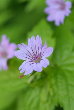 Géranium noueux Geranium nodosum 5-10 Pot 9x9 cm (P9)