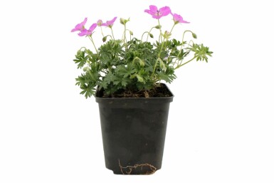 Géranium sanguin Geranium sanguineum 'Max Frei' 5-10 Pot 9x9 cm (P9)