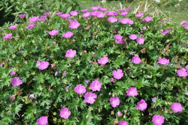 Géranium sanguin Geranium sanguineum 'Max Frei' 5-10 Pot 9x9 cm (P9)