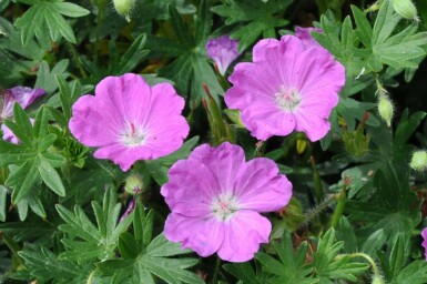 Géranium sanguin Geranium sanguineum 'Max Frei' 5-10 Pot 9x9 cm (P9)